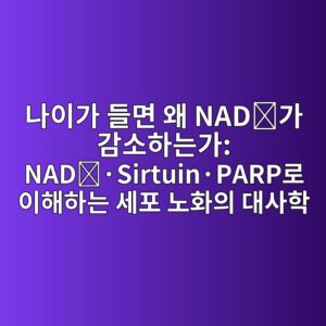 나이가 들면 왜 NAD⁺가 감소하는가: NAD⁺·Sirtuin·PARP로 이해하는 세포 노화의 대사학 8 eb8298ec9db4eab080 eb93a4eba9b4 ec999c nade281baeab080 eab090ec868ced9598eb8a94eab080 nade281bac2b7sirtuinc2b7parpeba19c ec9db4ed95b4ed9598 1788074120
