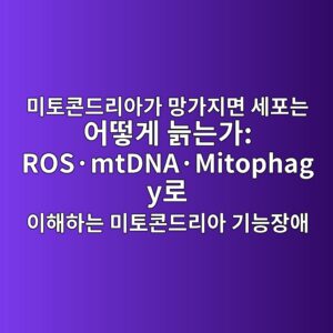 미토콘드리아가 망가지면 세포는 어떻게 늙는가: ROS·mtDNA·Mitophagy로 이해하는 미토콘드리아 기능장애 2 ebafb8ed86a0ecbd98eb939ceba6acec9584eab080 eba79deab080eca780eba9b4 ec84b8ed8faceb8a94 ec96b4eb96bbeab28c eb8a99eb8a94eab080 rosc2b7mtdna 1788074572