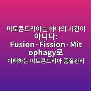 미토콘드리아는 하나의 기관이 아니다: Fusion·Fission·Mitophagy로 이해하는 미토콘드리아 품질관리 9 ebafb8ed86a0ecbd98eb939ceba6acec9584eb8a94 ed9598eb8298ec9d98 eab8b0eab480ec9db4 ec9584eb8b88eb8ba4 fusionc2b7fissionc2b7mitophagyeba19c 1788074029