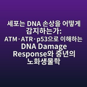 세포는 DNA 손상을 어떻게 감지하는가: ATM·ATR·p53으로 이해하는 DNA Damage Response와 중년의 노화생물학 7 ec84b8ed8faceb8a94 dna ec8690ec8381ec9d84 ec96b4eb96bbeab28c eab090eca780ed9598eb8a94eab080 atmc2b7atrc2b7p53ec9cbceba19c ec9db4ed95b4 1788074201