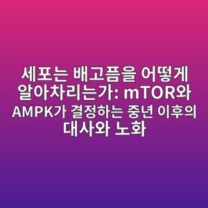 세포는 배고픔을 어떻게 알아차리는가: mTOR와 AMPK가 결정하는 중년 이후의 대사와 노화 8 ec84b8ed8faceb8a94 ebb0b0eab3a0ed9494ec9d84 ec96b4eb96bbeab28c ec958cec9584ecb0a8eba6aceb8a94eab080 mtorec9980 ampkeab080 eab2b0eca095 1788073435