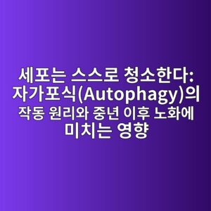 세포는 스스로 청소한다: 자가포식(Autophagy)의 작동 원리와 중년 이후 노화에 미치는 영향 1 ec84b8ed8faceb8a94 ec8aa4ec8aa4eba19c ecb2adec868ced959ceb8ba4 ec9e90eab080ed8facec8b9dautophagyec9d98 ec9e91eb8f99 ec9b90eba6acec9980 1787942740