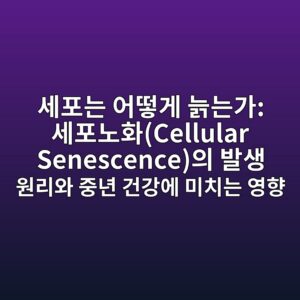 세포는 어떻게 늙는가: 세포노화(Cellular Senescence)의 발생 원리와 중년 건강에 미치는 영향 4 ec84b8ed8faceb8a94 ec96b4eb96bbeab28c eb8a99eb8a94eab080 ec84b8ed8faceb85b8ed9994cellular senescenceec9d98 ebb09cec839d ec9b90eba6acec9980 1787942477
