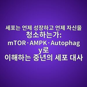 세포는 언제 성장하고 언제 자신을 청소하는가: mTOR·AMPK·Autophagy로 이해하는 중년의 세포 대사 3 ec84b8ed8faceb8a94 ec96b8eca09c ec84b1ec9ea5ed9598eab3a0 ec96b8eca09c ec9e90ec8ba0ec9d84 ecb2adec868ced9598eb8a94eab080 mtorc2b7ampkc2b7au 1788074496