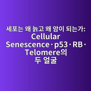 세포는 왜 늙고 왜 암이 되는가: Cellular Senescence·p53·RB·Telomere의 두 얼굴 6 ec84b8ed8faceb8a94 ec999c eb8a99eab3a0 ec999c ec9594ec9db4 eb9098eb8a94eab080 cellular senescencec2b7p53c2b7rbc2b7telomereec9d98 eb9190 ec96bc 1788074276