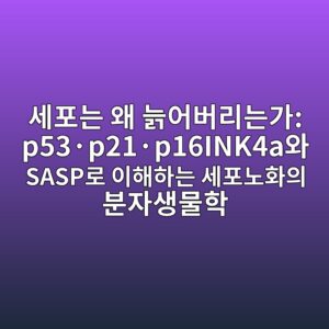 세포는 왜 늙어버리는가: p53·p21·p16INK4a와 SASP로 이해하는 세포노화의 분자생물학 4 ec84b8ed8faceb8a94 ec999c eb8a99ec96b4ebb284eba6aceb8a94eab080 p53c2b7p21c2b7p16ink4aec9980 saspeba19c ec9db4ed95b4ed9598eb8a94 ec84b8ed8fac 1788073761