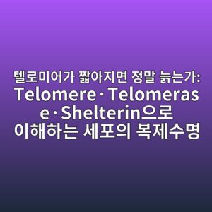 텔로미어가 짧아지면 정말 늙는가: Telomere·Telomerase·Shelterin으로 이해하는 세포의 복제수명 5 ed8594eba19cebafb8ec96b4eab080 eca7a7ec9584eca780eba9b4 eca095eba790 eb8a99eb8a94eab080 telomerec2b7telomerasec2b7shelterinec9cbceba19c ec9db4 1788074352