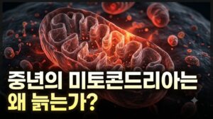 중년의 미토콘드리아는 왜 늙는가